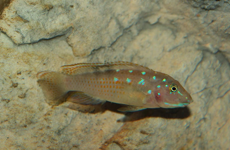 Spathodus sp. 'erythrodon north' Kigoma